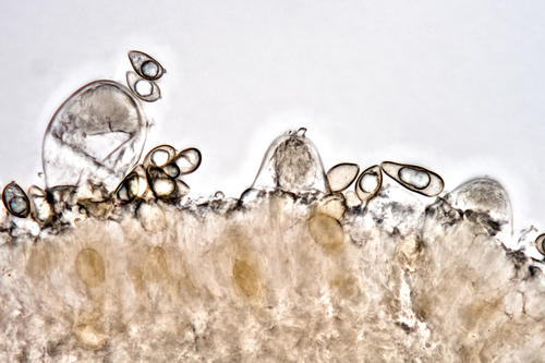Inocybe (Photo 10 of 10)