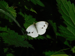 Pieris napi