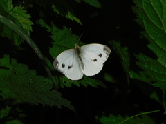 Pieris napi