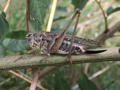 Platycleis affinis