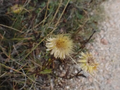 Image of Xerochrysum subundulatum by (c) ttsquid, some rights reserved (CC BY)