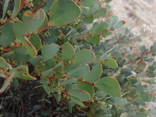 Image of Acacia alpina by (c) ttsquid, some rights reserved (CC BY)