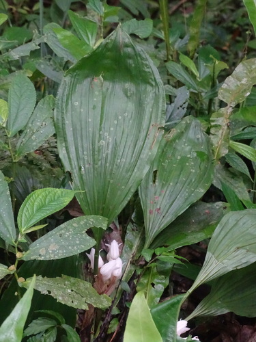Image of Acanthophippium striatum by no rights reserved