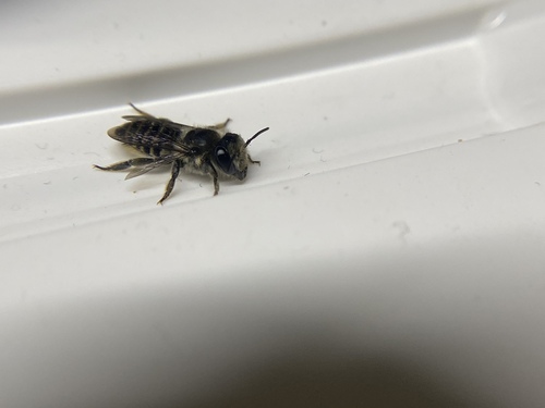 Megachile gentilis