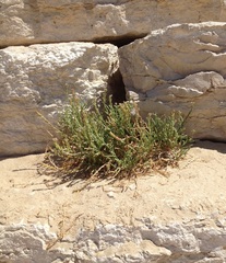 Cakile maritima
