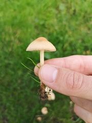 Marasmius oreades