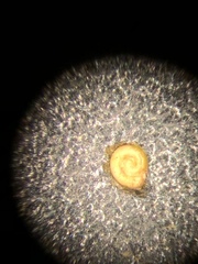 Potamogeton spirillus