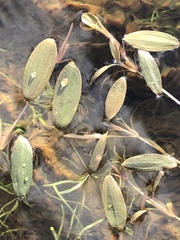 Potamogeton spirillus