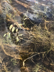 Potamogeton spirillus