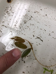 Potamogeton spirillus