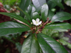 Erythroxylum laurifolium