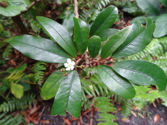 Erythroxylum laurifolium