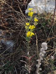 Erysimum maremmanum