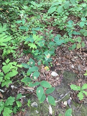 Desmodium laevigatum