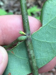 Desmodium laevigatum