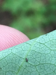 Desmodium laevigatum