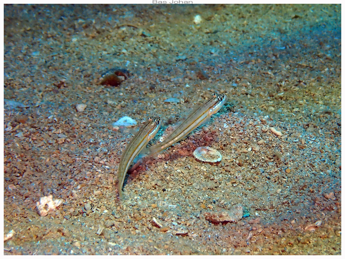 Little Glidergoby photo 6