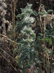 Marrubium incanum