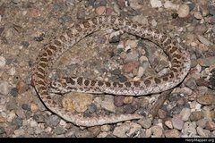 Phyllorhynchus decurtatus