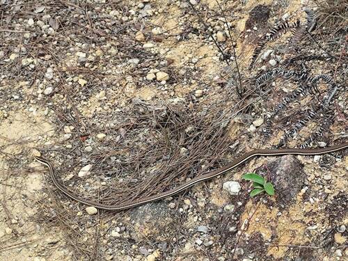 Eastern bronzeback tree snake