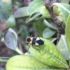Oncopeltus sandarachatus