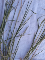 Eriochloa contracta