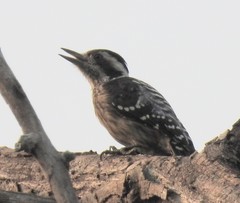 Grey-Capped Pygmy Woodpecker photo 4