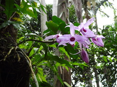 Dendrobium anosmum