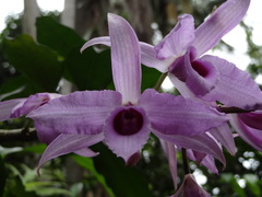 Dendrobium anosmum