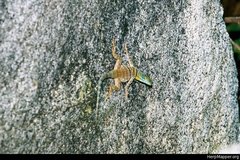 Petrosaurus thalassinus