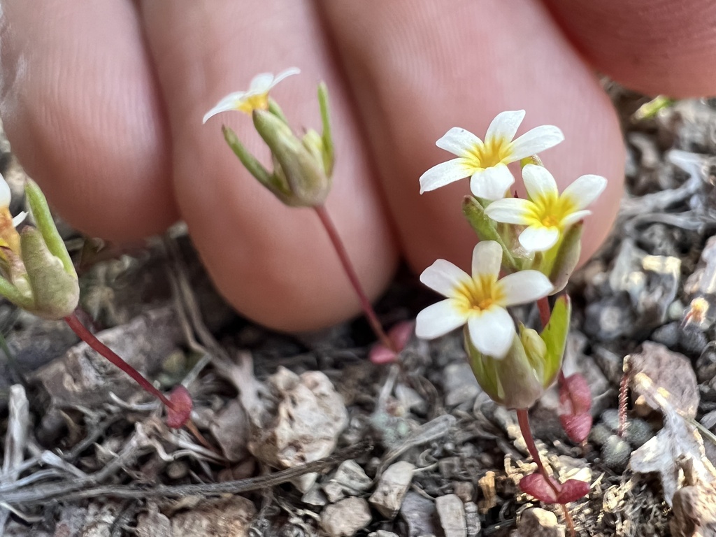 Smallflower gymnosteris (Gymnosteris parvula)