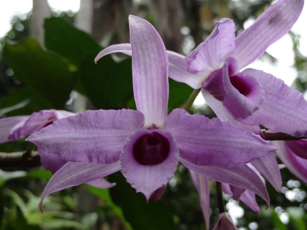 Dendrobium anosmum