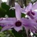 Dendrobium anosmum - Photo (c) Jean-Philippe BASUYAUX, some rights reserved (CC BY-NC), uploaded by Jean-Philippe BASUYAUX