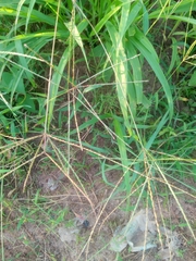 Digitaria horizontalis
