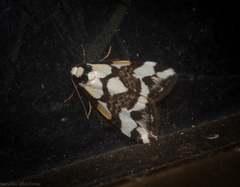 Thallarcha staurocola