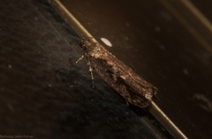 Erythrobapta haemalea