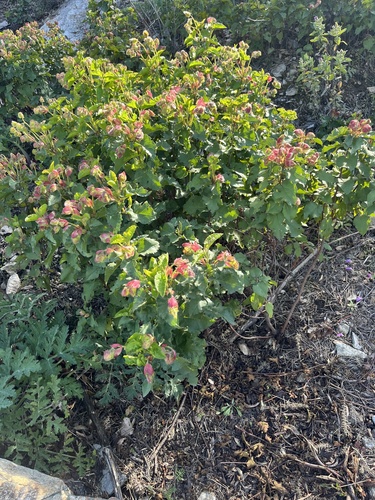 Avistamiento Cistus populifolius