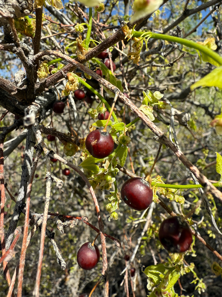 Celtis reticulata (Celtis reticulata)