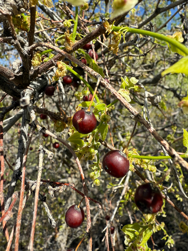 Celtis reticulata (Celtis reticulata)