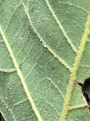 Quercus similis