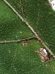 Quercus similis