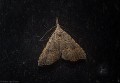 Trigonistis asthenopa