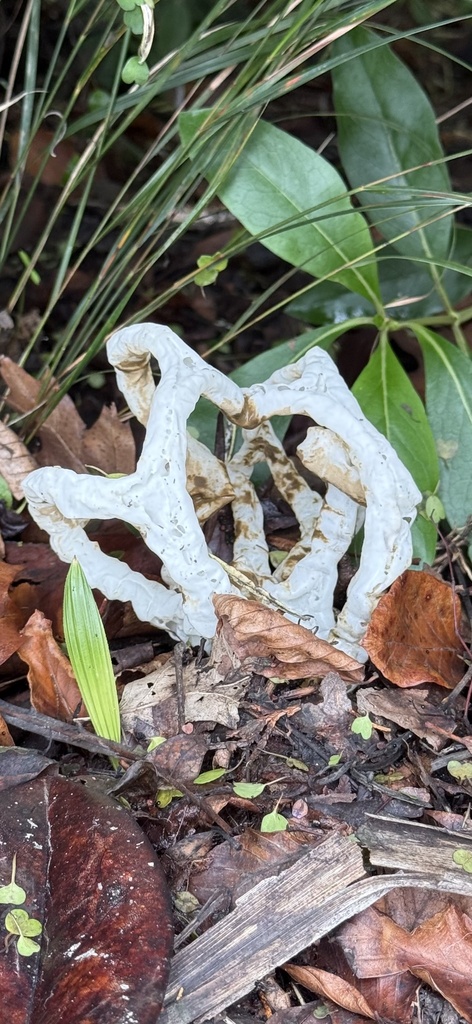 Ileodictyon cibarium · April 2025 · photo: © mitchell_ousey (iNaturalist, cc-by)