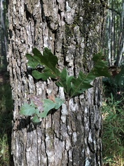 Quercus similis