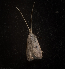 Lecithocera imprudens