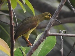 Spectacled Spiderhunter photo 2