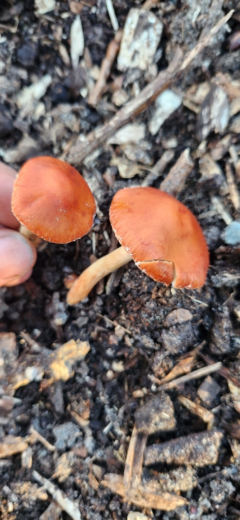 Leratiomyces ceres · April 2025 · photo: © sam-speight (iNaturalist, cc-by-sa)