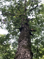 Quercus similis