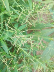Urochloa deflexa