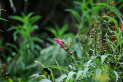 Salvia pentstemonoides